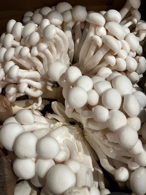 Beech Mushrooms 0.25lb
