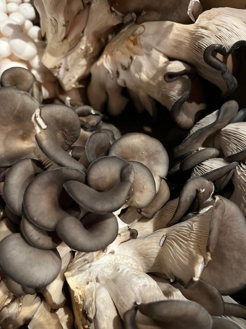 Blue Oyster Mushrooms 0.25lb