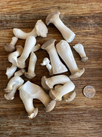 King_Trumpet_Mushrooms_Small_0.25lb