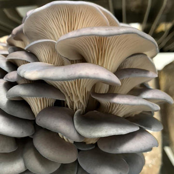 Oyster Mushrooms - Blue 0.25lb