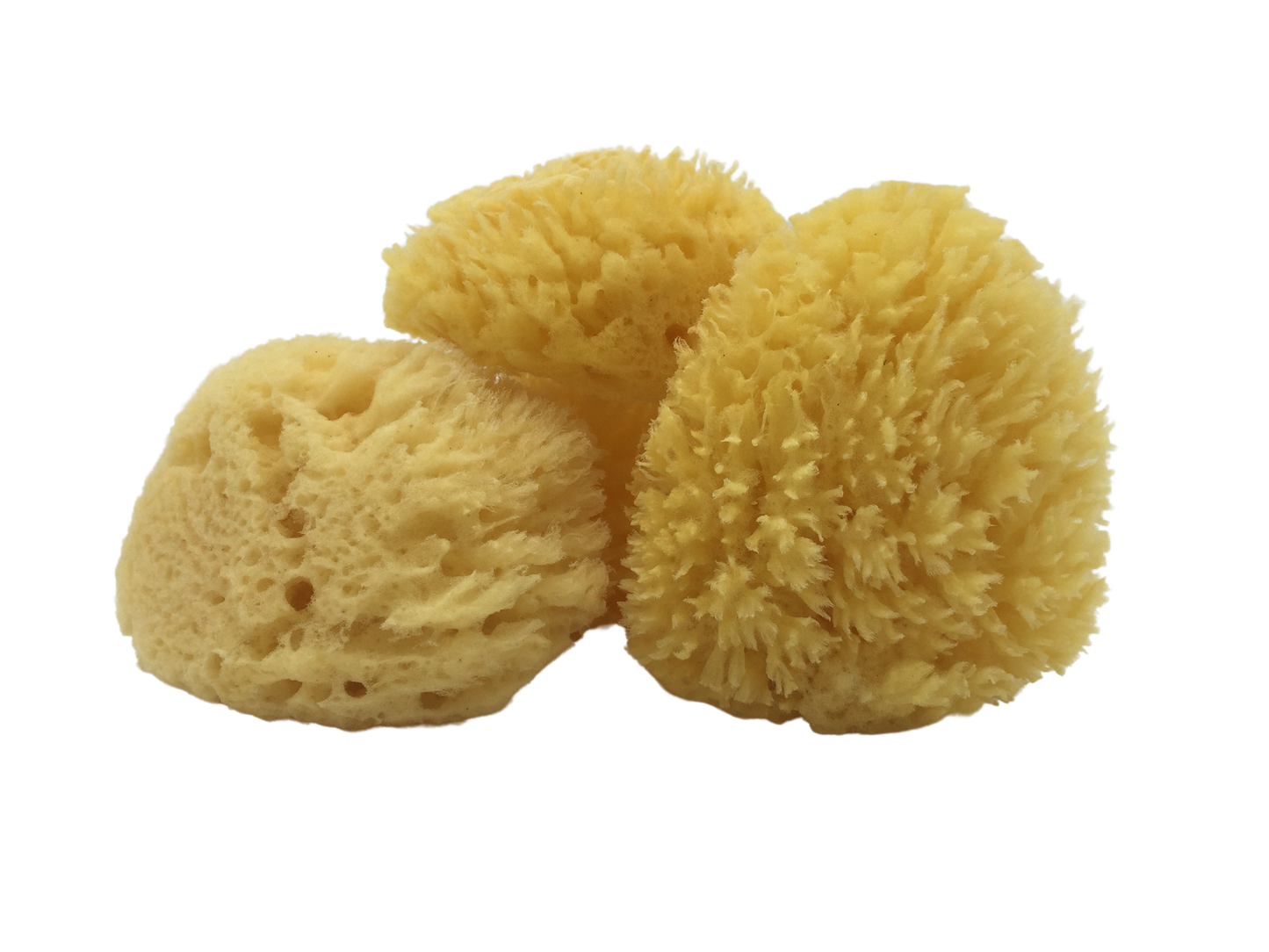 All-Natural Dead Sea Sponge
