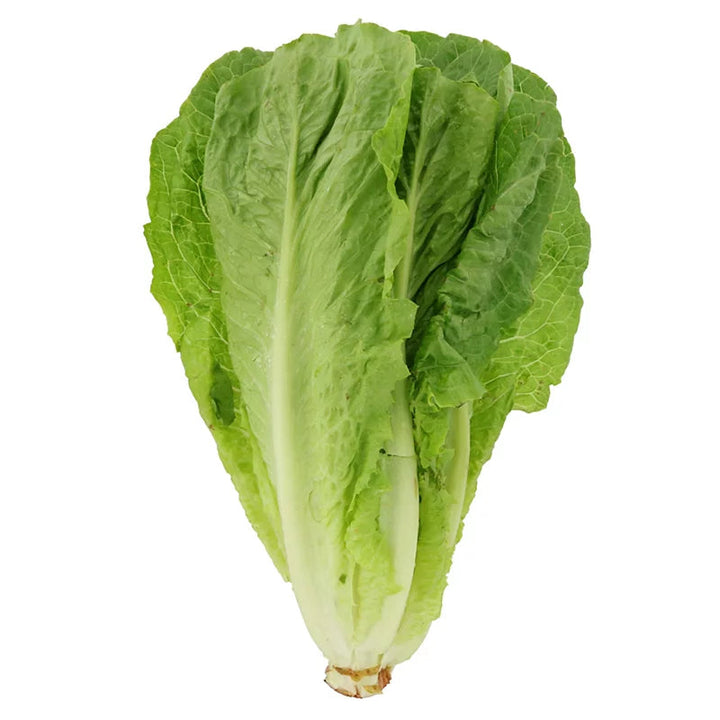 Romaine Lettuce, Organic