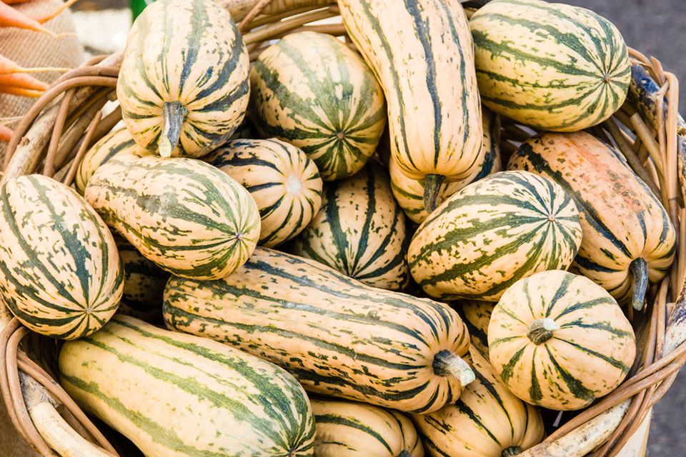 Delicata Squash, Organic