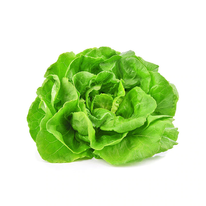 Butterhead Lettuce, Organic