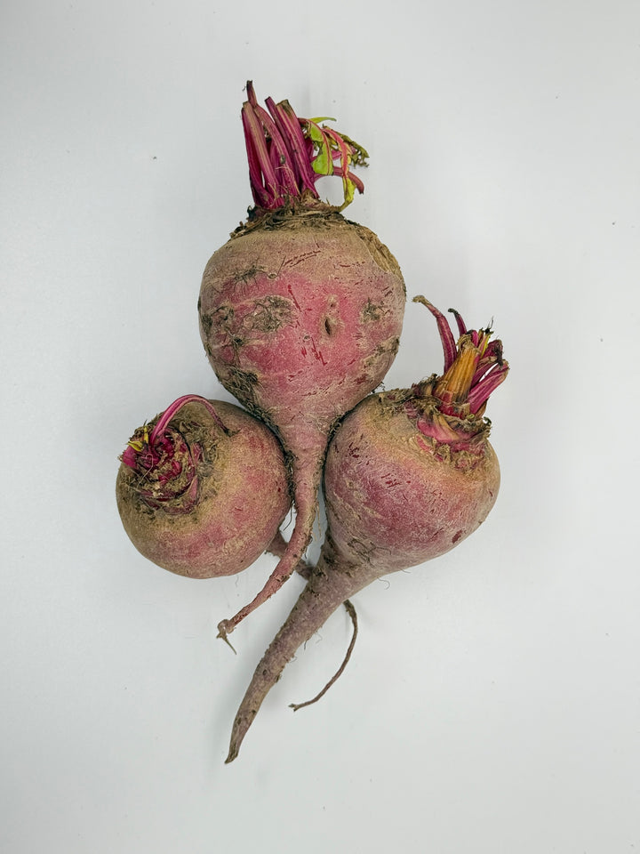 Chioggia Beets, Organic 1 lb