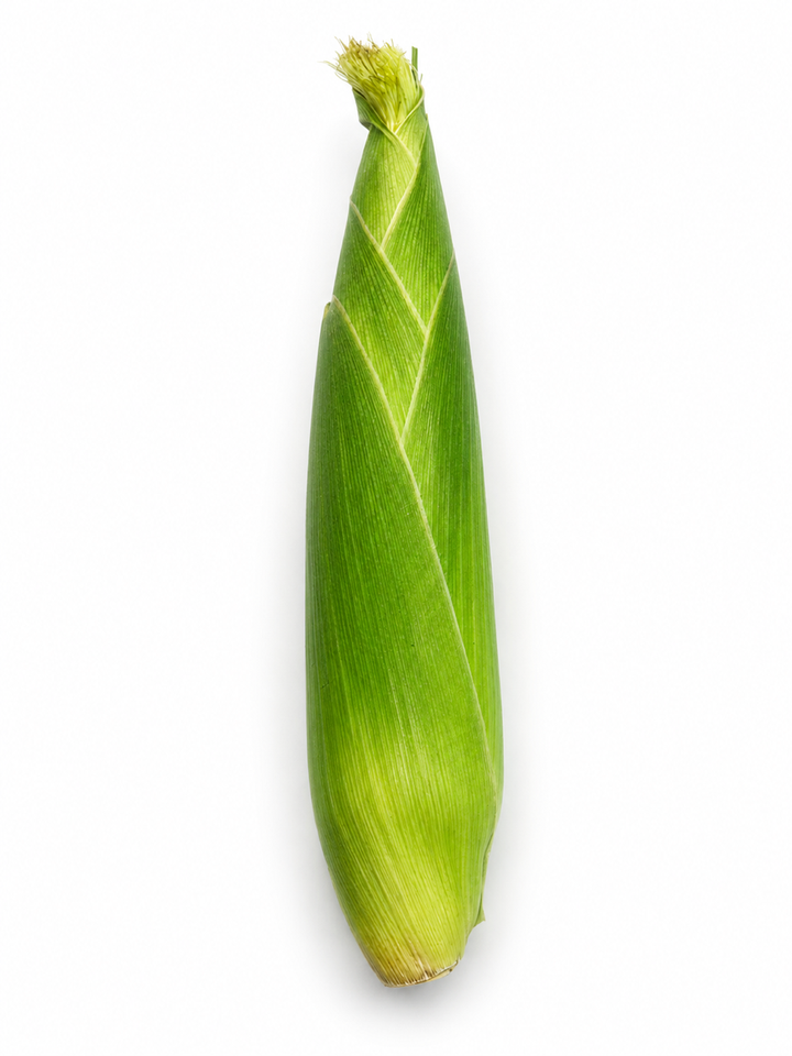Unshucked corn on the cob with green husk on a white background