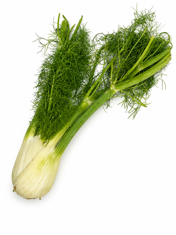Fennel - Head