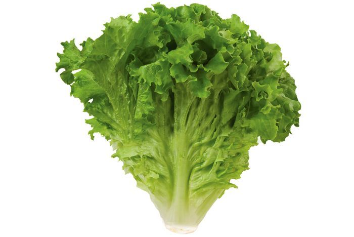 Green Leaf Lettuce, Organic
