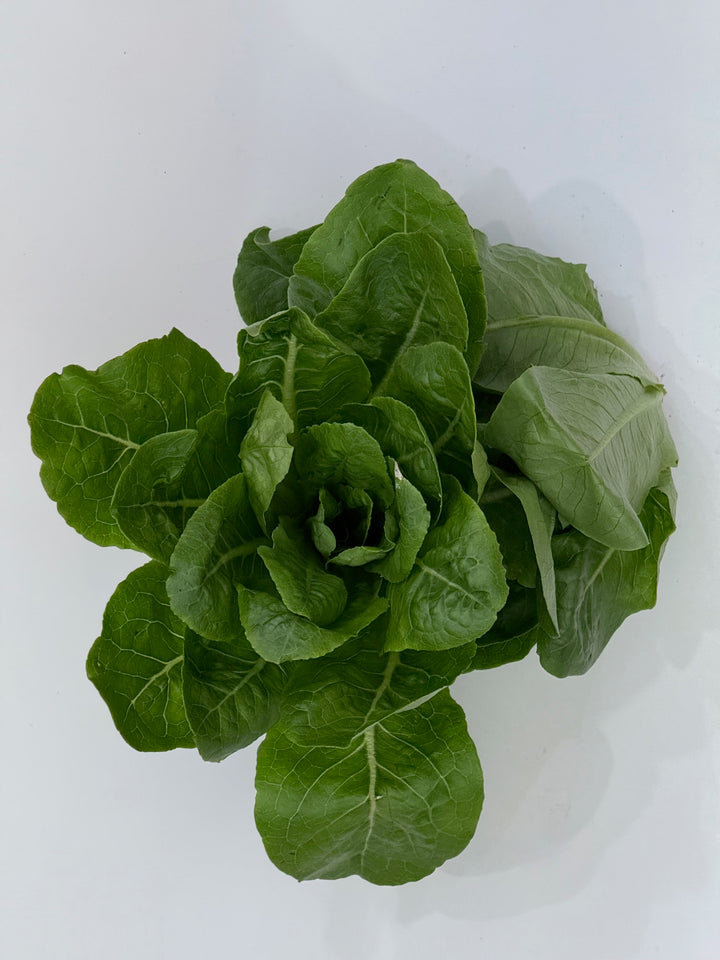 Spinach Lettuce , Organic