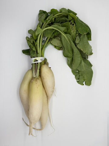 White Icicle Radish, Bunch, Organic