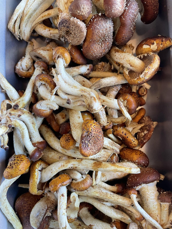 Chestnut Mushrooms 0.25lb
