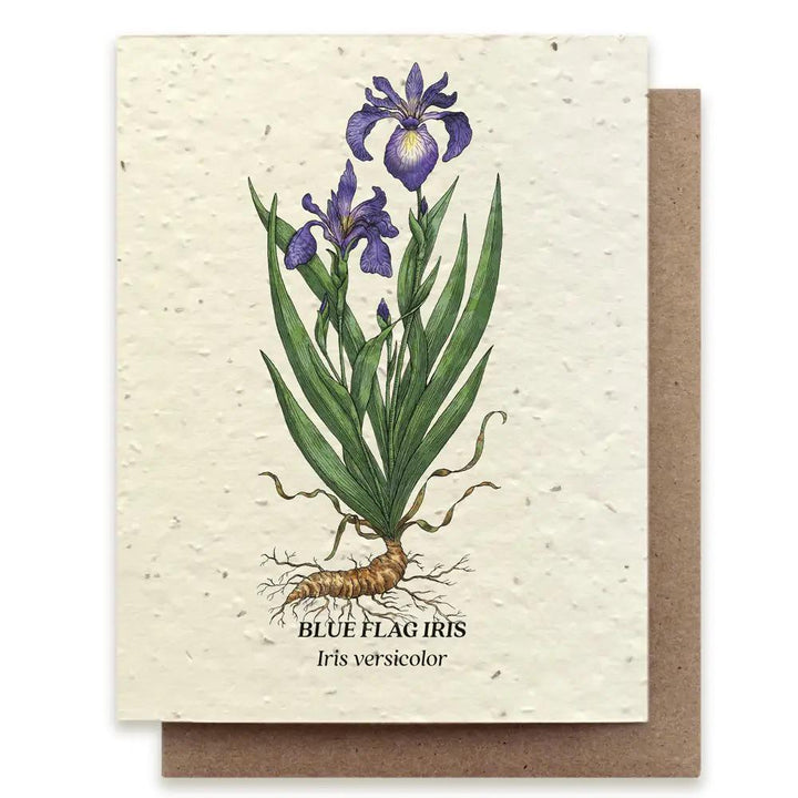 Blue Flag Iris Plantable Wildflower Seed Card