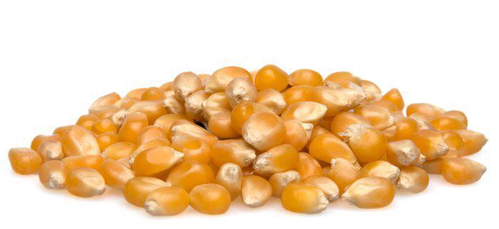Yellow Popcorn, NYS Organic 1 lb