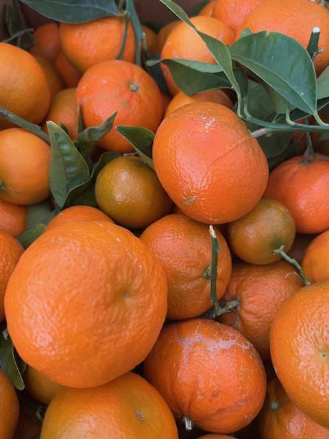 tango mandarins 1 lb