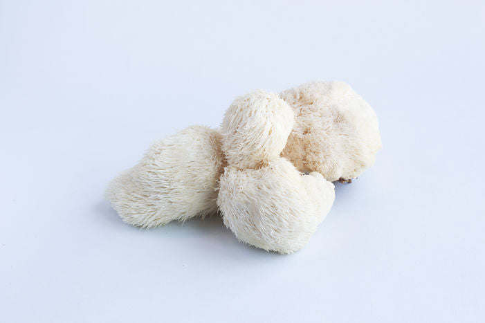 Lion's Mane Mushroom, Organic 0.25lb