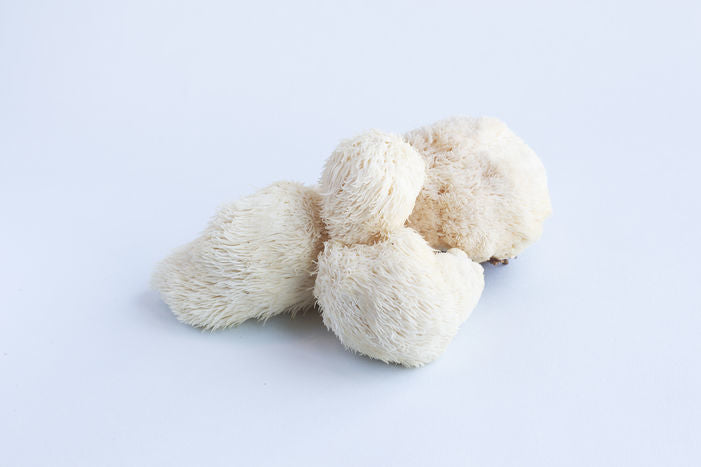Lion's Mane Mushroom 0.25lb