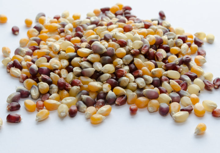 Multicolor Popcorn, Organic 1 lb