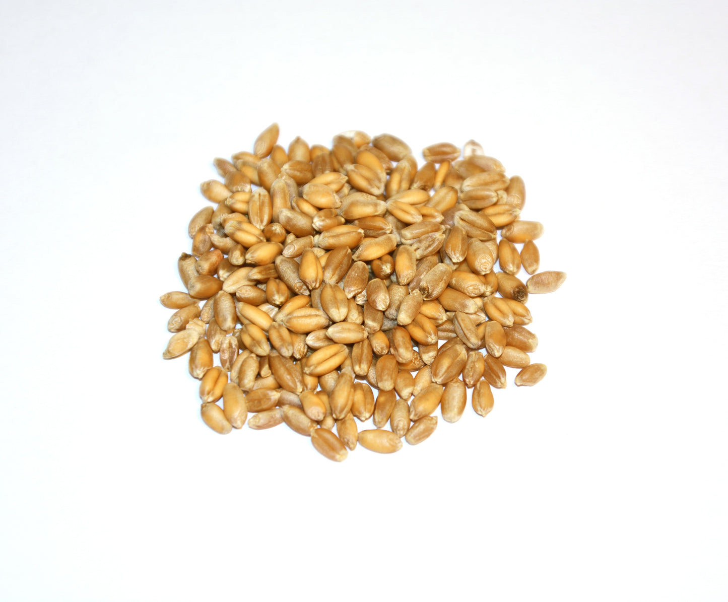 Spring Wheat Berries, Organic